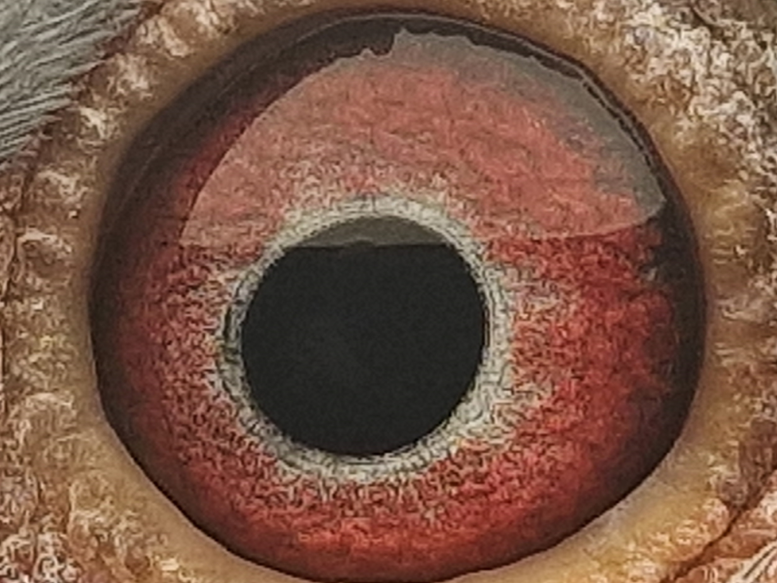 Pigeon eye